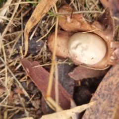 Geastrum sp. at QPRC LGA - 1 Jun 2024