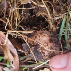 Geastrum sp. at QPRC LGA - 1 Jun 2024