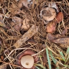 Geastrum sp. at QPRC LGA - 1 Jun 2024