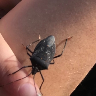 Unidentified Shield, Stink or Jewel Bug (Pentatomoidea) at The Rock Nature Reserve - 1 Jun 2024 by CarmelB