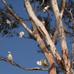 Cacatua galerita (Sulphur-crested Cockatoo) at WendyM's farm at Freshwater Ck. - 12 May 2024 by WendyEM