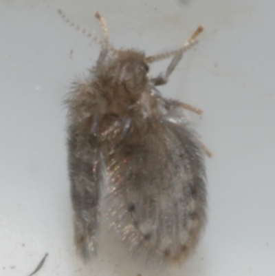 Psychodidae sp. (family) (Moth Fly, Drain Fly) at WendyM's farm at Freshwater Ck. - 12 May 2024 by WendyEM