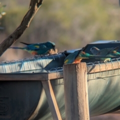 Psephotellus varius at Gluepot, SA - 6 May 2024 04:12 PM