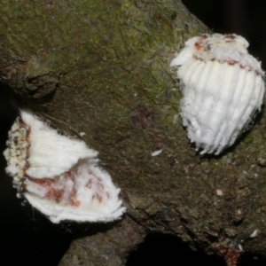 Icerya purchasi at WendyM's farm at Freshwater Ck. - 15 May 2024 10:05 PM