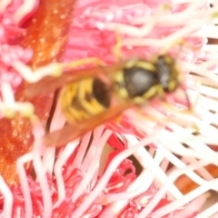 Vespula germanica (German Yellowjacket Wasp (also known as European Wasp)) at WendyM's farm at Freshwater Ck. - 18 May 2024 by WendyEM