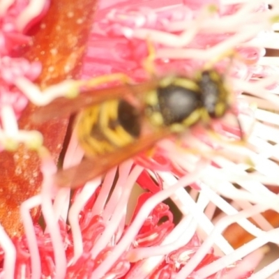 Vespula germanica (German Yellowjacket Wasp (also known as European Wasp)) at WendyM's farm at Freshwater Ck. - 18 May 2024 by WendyEM