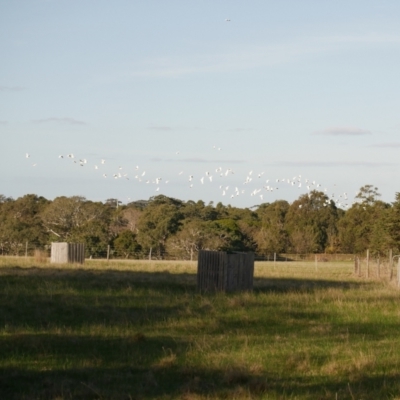 Cacatua sanguinea (Little Corella) at WendyM's farm at Freshwater Ck. - 18 May 2024 by WendyEM