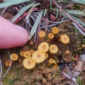 Lichenomphalia chromacea at QPRC LGA - 1 Jun 2024