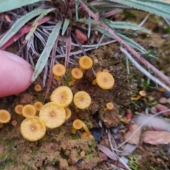 Lichenomphalia chromacea at QPRC LGA - 1 Jun 2024