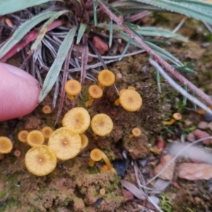 Lichenomphalia chromacea at QPRC LGA - 1 Jun 2024