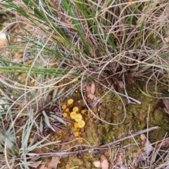 Lichenomphalia chromacea at QPRC LGA - 1 Jun 2024