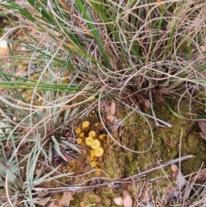 Lichenomphalia chromacea at QPRC LGA - suppressed