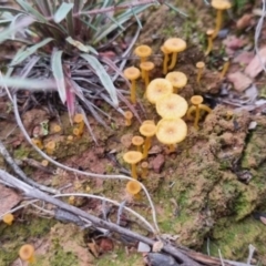 Lichenomphalia chromacea at QPRC LGA - 1 Jun 2024