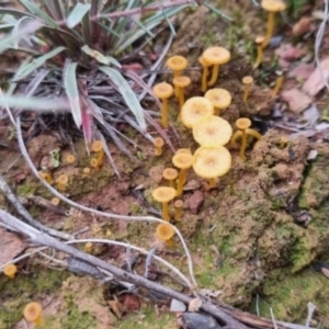 Lichenomphalia chromacea at QPRC LGA - 1 Jun 2024