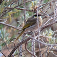 Gavicalis virescens (Singing Honeyeater) at Port Augusta West, SA - 8 May 2024 by Darcy
