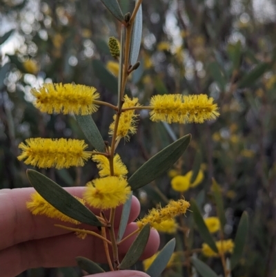 Acacia kempeana (Wanderrie Wattle, Witchetty Bush) at Port Augusta West, SA - 8 May 2024 by Darcy