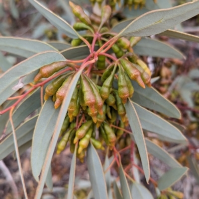 Eucalyptus pimpiniana (Pimpin Mallee) at Port Augusta West, SA - 8 May 2024 by Darcy