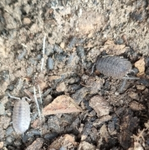 Porcellio scaber at QPRC LGA - suppressed