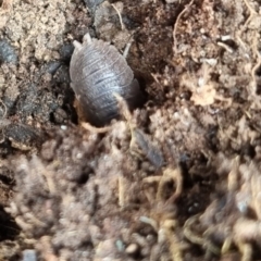 Porcellio scaber at QPRC LGA - suppressed