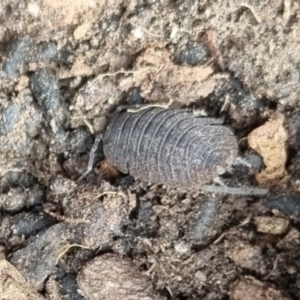 Porcellio scaber at QPRC LGA - suppressed