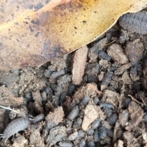 Porcellio scaber at QPRC LGA - suppressed