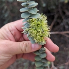 Eucalyptus kruseana (Book-leaf Mallee) at Port Augusta West, SA - 8 May 2024 by Darcy