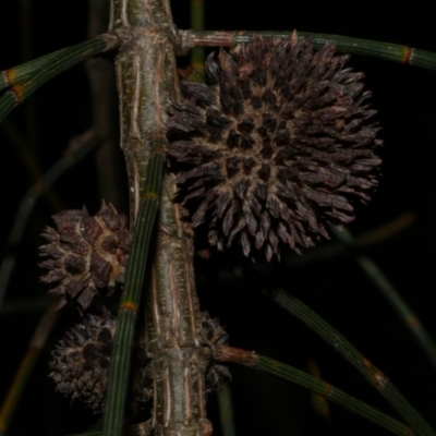 Unverified Unverified Insect Gall at WendyM's farm at Freshwater Ck. - 29 May 2024 by WendyEM