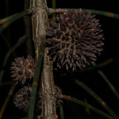 Unidentified Unidentified Insect Gall at WendyM's farm at Freshwater Ck. - 29 May 2024 by WendyEM