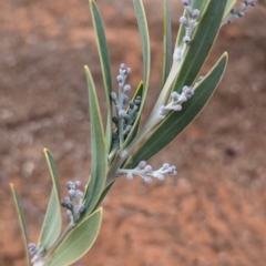 Acacia toonduyla at Port Augusta West, SA - 8 May 2024 by Darcy