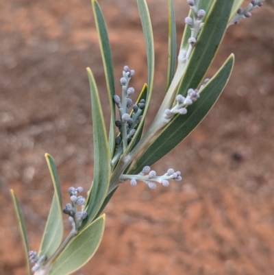 Acacia toonduyla at Port Augusta West, SA - 8 May 2024 by Darcy