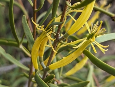 Lysiana exocarpi subsp. exocarpi (Harlequin Mistletoe) at Port Augusta West, SA - 7 May 2024 by Darcy