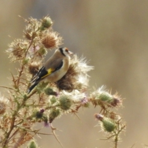 Carduelis carduelis at Lions Youth Haven - Westwood Farm A.C.T. - 1 Jun 2024 03:46 PM