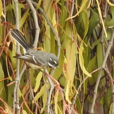 Rhipidura albiscapa (Grey Fantail) at Lions Youth Haven - Westwood Farm A.C.T. - 1 Jun 2024 by HelenCross