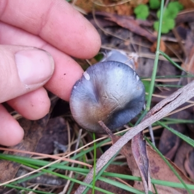 Cortinarius rotundisporus (Elegant Blue Webcap) at Monga National Park - 30 May 2024 by clarehoneydove