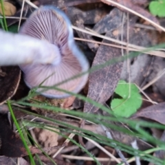 Cortinarius rotundisporus at QPRC LGA - 30 May 2024 04:21 PM