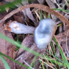 Cortinarius rotundisporus at QPRC LGA - 30 May 2024 04:21 PM