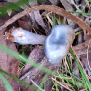 Cortinarius rotundisporus at QPRC LGA - 30 May 2024 04:21 PM