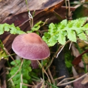 Cortinarius archeri s.l. at QPRC LGA - 30 May 2024 03:56 PM