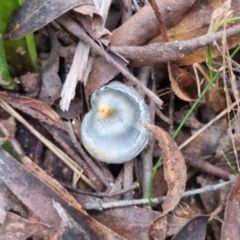 Cortinarius rotundisporus at QPRC LGA - 30 May 2024