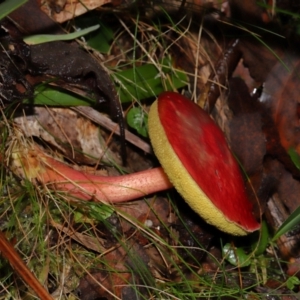 Boletellus obscurecoccineus at Tidbinbilla Nature Reserve - 1 Jun 2024