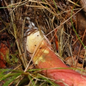 Boletellus obscurecoccineus at Tidbinbilla Nature Reserve - 1 Jun 2024