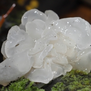 Tremella fuciformis at Tidbinbilla Nature Reserve - 1 Jun 2024 11:56 AM