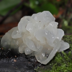 Tremella fuciformis at Tidbinbilla Nature Reserve - 1 Jun 2024