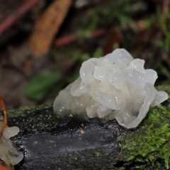 Tremella fuciformis at Tidbinbilla Nature Reserve - 1 Jun 2024 11:56 AM