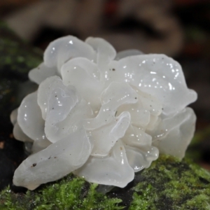 Tremella fuciformis at Tidbinbilla Nature Reserve - 1 Jun 2024 11:56 AM