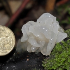 Tremella fuciformis at Tidbinbilla Nature Reserve - 1 Jun 2024