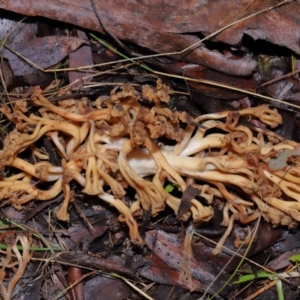 Ramaria sp. at Tidbinbilla Nature Reserve - 1 Jun 2024 11:37 AM