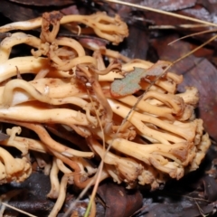 Ramaria sp. at Tidbinbilla Nature Reserve - 1 Jun 2024