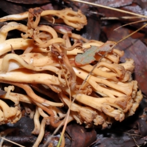 Ramaria sp. at Tidbinbilla Nature Reserve - 1 Jun 2024