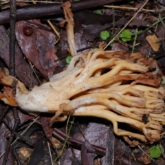 Ramaria sp. at Tidbinbilla Nature Reserve - 1 Jun 2024